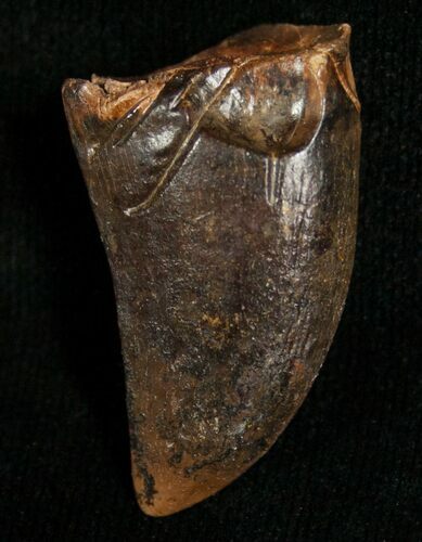 Tyrannosaurus Rex Tooth #5846